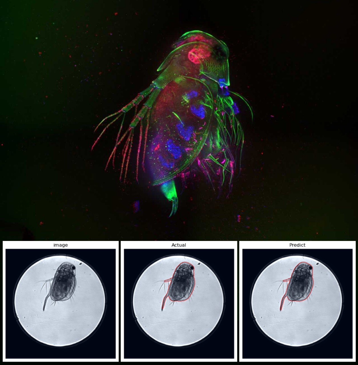 Daphnia magna image