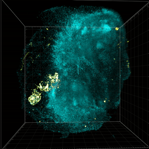 Project image