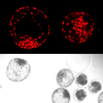 Effect of perfluorononanoic acid (PFNA) on early embryo development in vitro