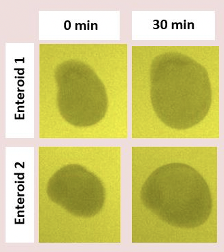 Development and characterization of stem cell derived human jejunal organoid models in different formats