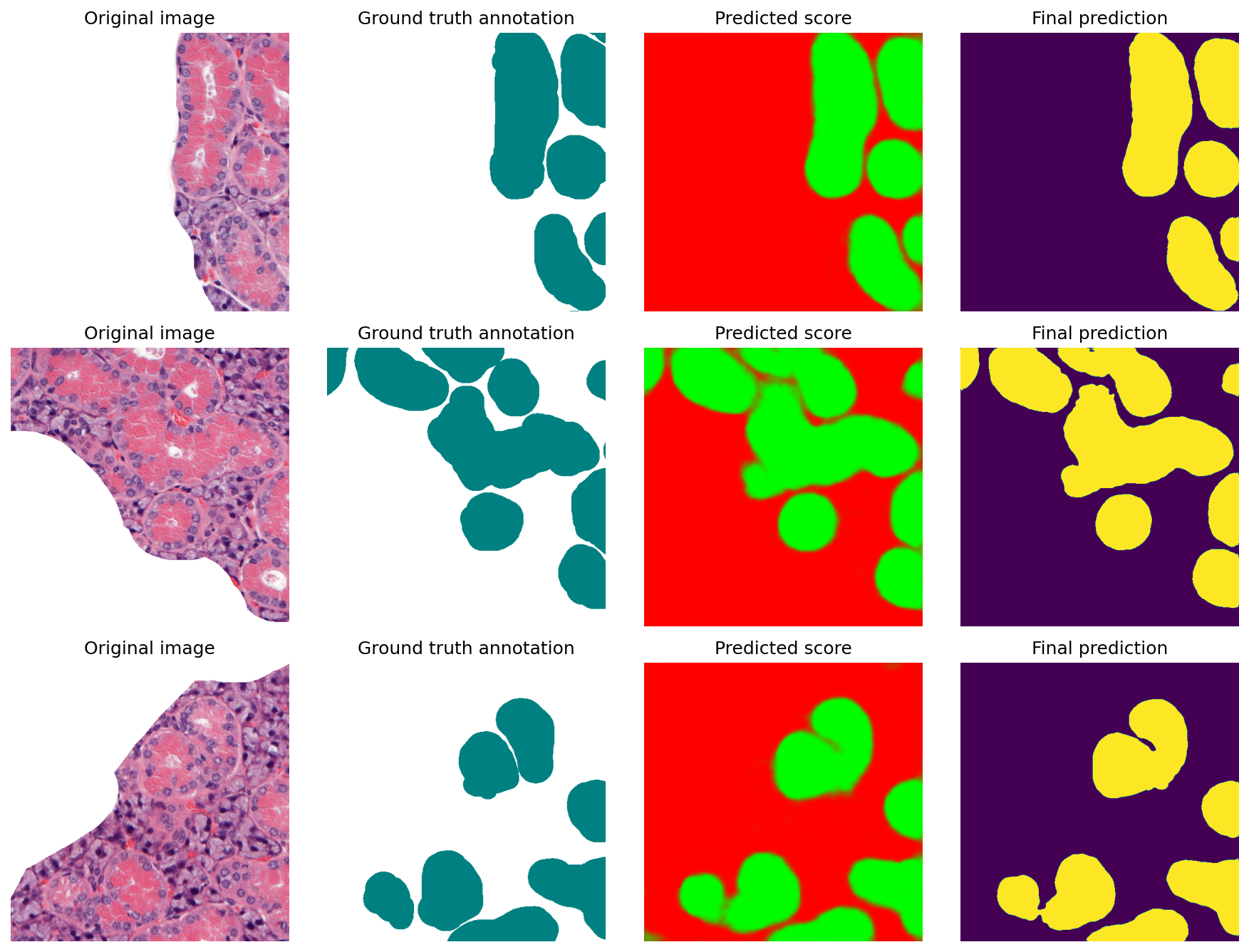 Characterising histological features of salivary glands 