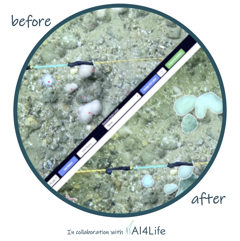 Automated species annotation in turbid waters