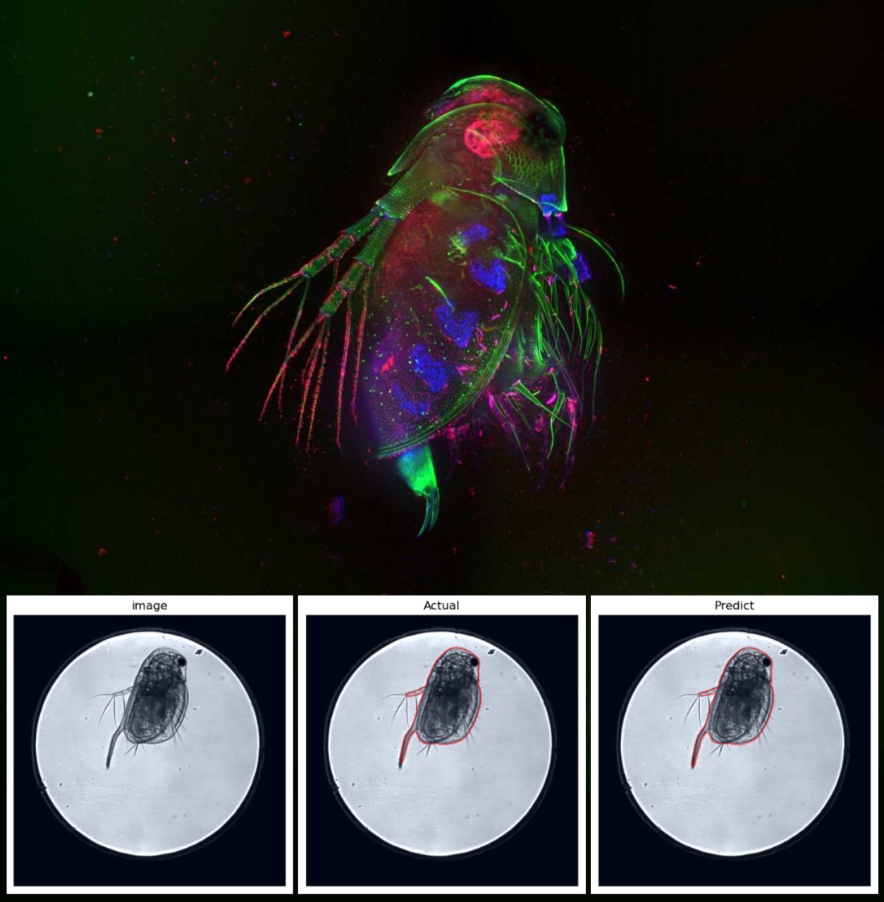 High-Throughput  Analysis for Toxicological Assessment in Daphnia magna