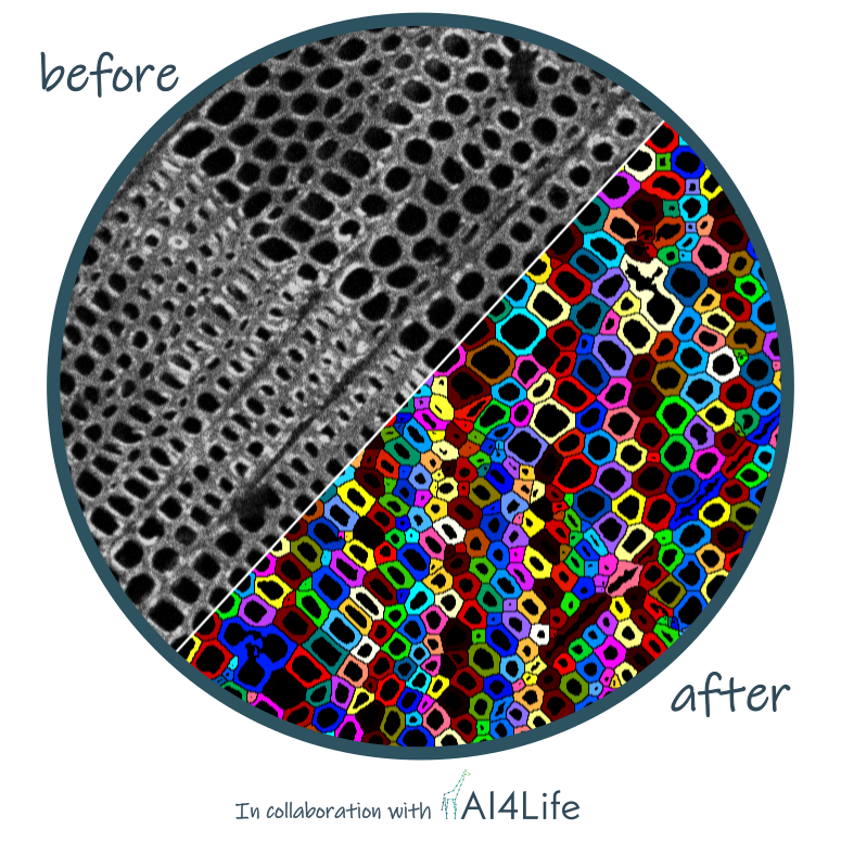 Imprints of Wind Disturbances on Wood Anatomy